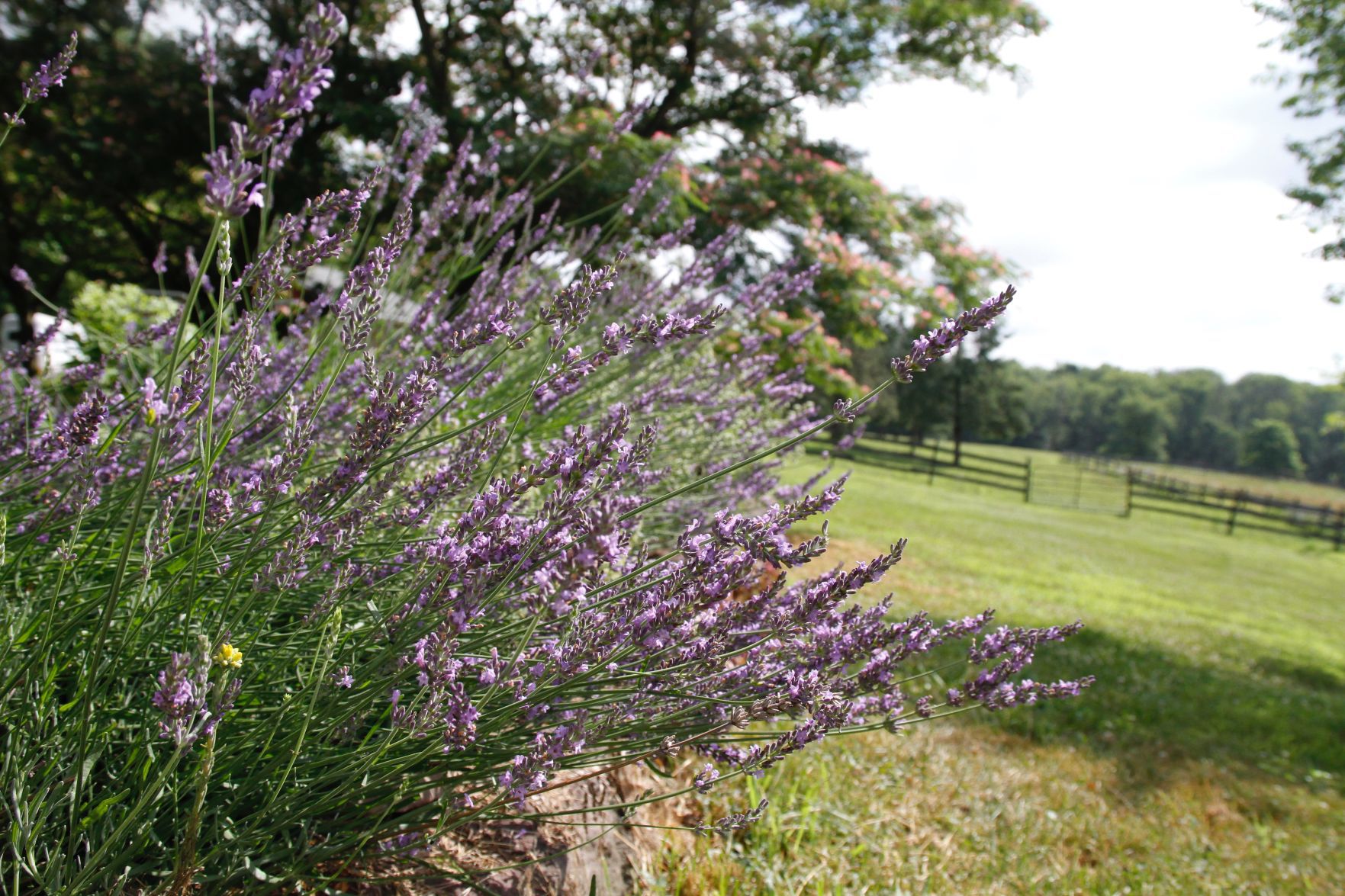 Lavender_Phenomenal_Peace-Tree-Farm-3.jpg